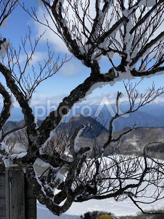 木と雪と凍った湖 木,雪,湖の写真素材