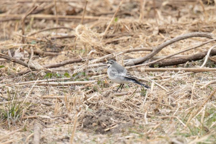 地面を歩くハクセキレイ ハクセキレイ,野鳥,自然の写真素材