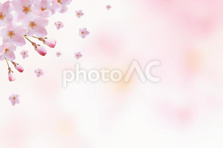春の桜　背景素材 桜,春,花の写真素材