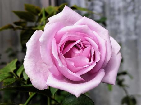 ベランダのバラ・夜来香 薔薇,バラ,夜来香の写真素材