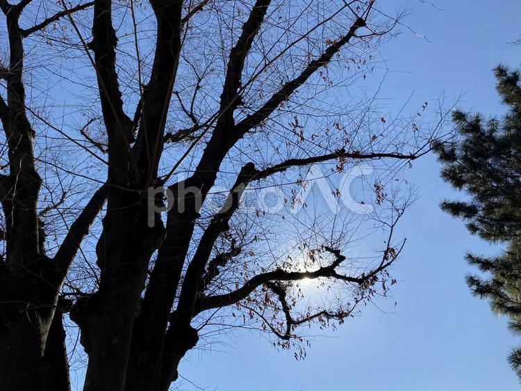 春を待つ樹木と青空 春を待つ,樹木,青空の写真素材