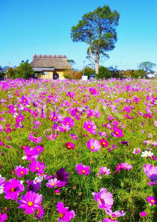 秋の旧藤瀬家住宅（糸島市・平原歴史公園よこ） 旧藤瀬家住宅,平原歴史公園,平原遺跡の写真素材