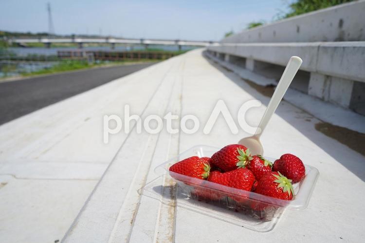 遊歩道で食べるイチゴ イチゴ,遊歩道,お散歩の写真素材