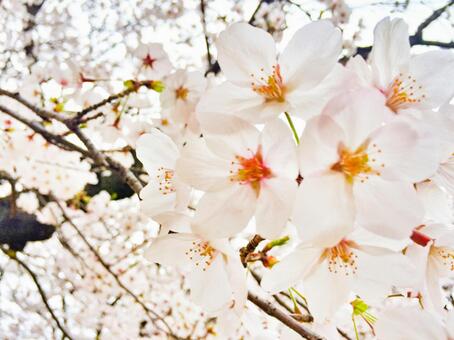 桜の花の写真