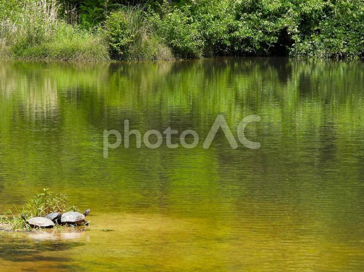 初夏のミクルマ池風景 ミクルマ池,水面,亀の写真素材