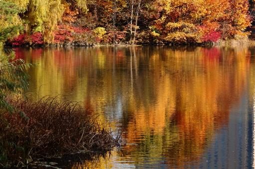 色彩の水面 水面,池,池面の写真素材