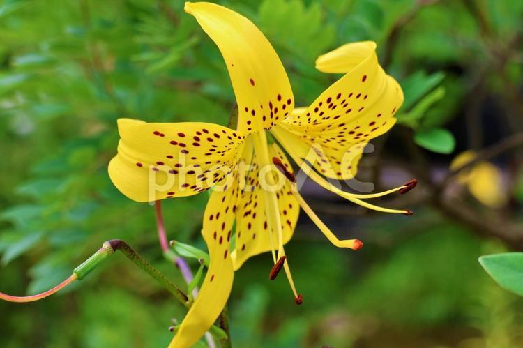 ６月下旬の牧野植物園のオニユリの花 背景,自然,風景の写真素材