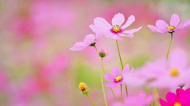かわいいコスモスの花 コスモス,秋桜,秋の写真素材