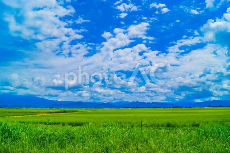 秋田県の田園風景 田園風景,夏,秋田の写真素材