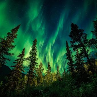 北の空に現れた息をのむような緑のカーテン 北の空に現れた息をのむような緑のカーテンの写真