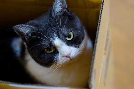 箱の中の猫 猫,ねこ,ネコの写真素材