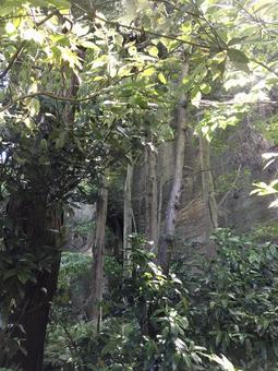 森 森,自然,木の写真素材