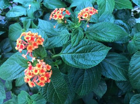 かわいいお花 オレンジ かわいいお花 オレンジの写真