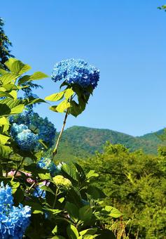 谷厳寺の紫陽花3 紫陽花,自然,初夏の写真素材
