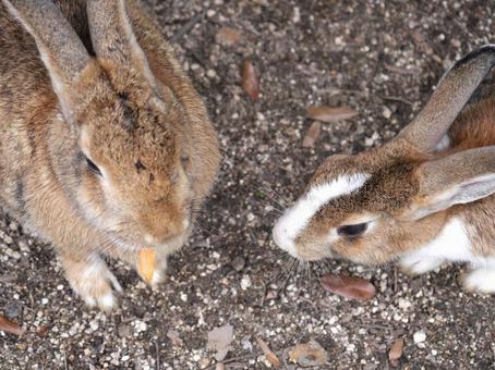 大久野島のウサギ ウサギ,かわいい,大久野島の写真素材