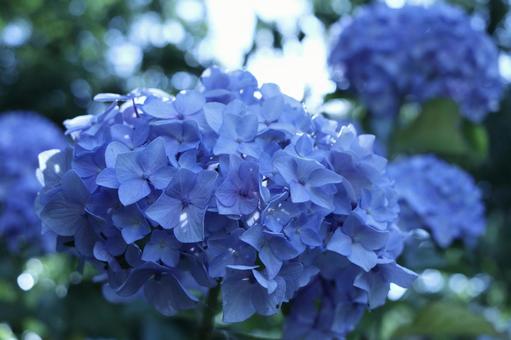 光と紫陽花 光と紫陽花の写真