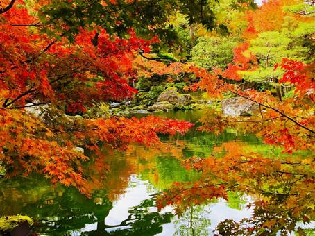 紅葉 もみじ 秋 由志園 山陰 紅葉 もみじ 秋 由志園 山陰の写真