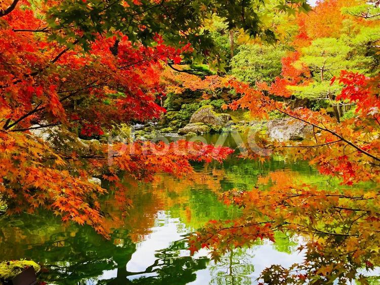 紅葉　もみじ　秋　由志園　山陰 季節,景色,自然の写真素材