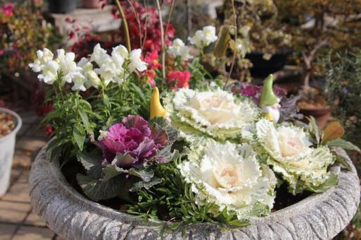 ハボタン・葉牡丹　咲く風景 ハボタン,葉鑑賞,素材の写真素材