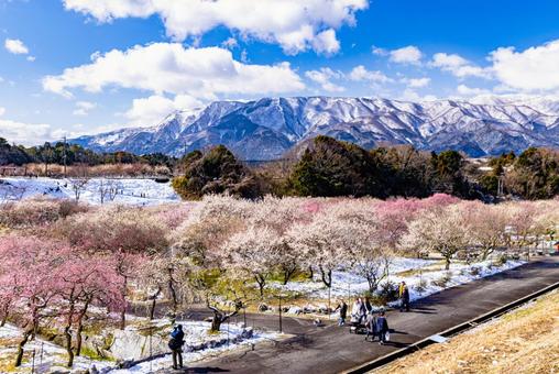 いなべ市農業公園　満開の梅園 花,梅,春の写真素材