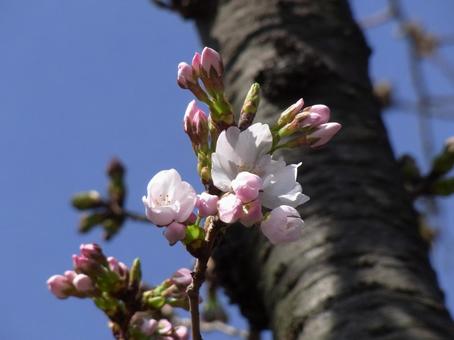日当たりの良い場所は開き始めた桜の花 日当たりの良い場所は開き始めた桜の花 桜,花,植物の写真素材