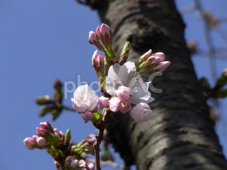 日当たりの良い場所は開き始めた桜の花 桜,花,植物の写真素材