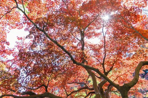 秋の気配・色づく紅葉 秋の気配・色づく紅葉 紅葉,モミジ,秋の写真素材