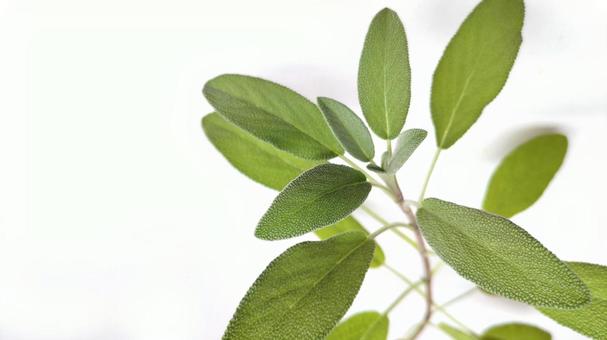 セージ (6) セージ,ハーブ,アップの写真素材