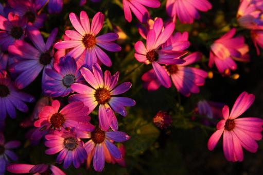 花 花の写真
