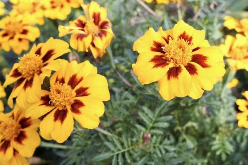 マリーゴールド1の写真