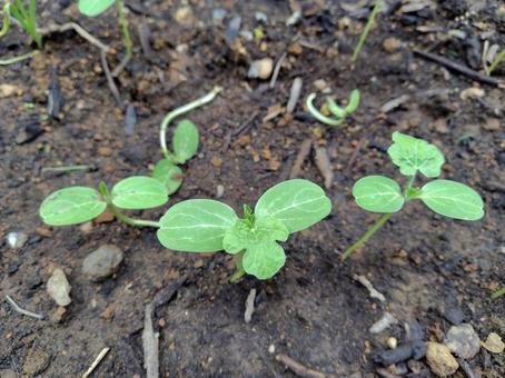 Photo, watermelon bud, watermelon, fruit, 