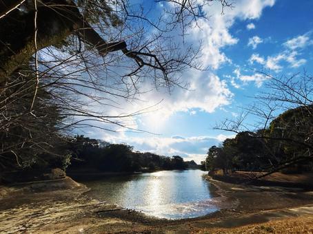 公園の池と木々と太陽 公園の池と木々と太陽の写真