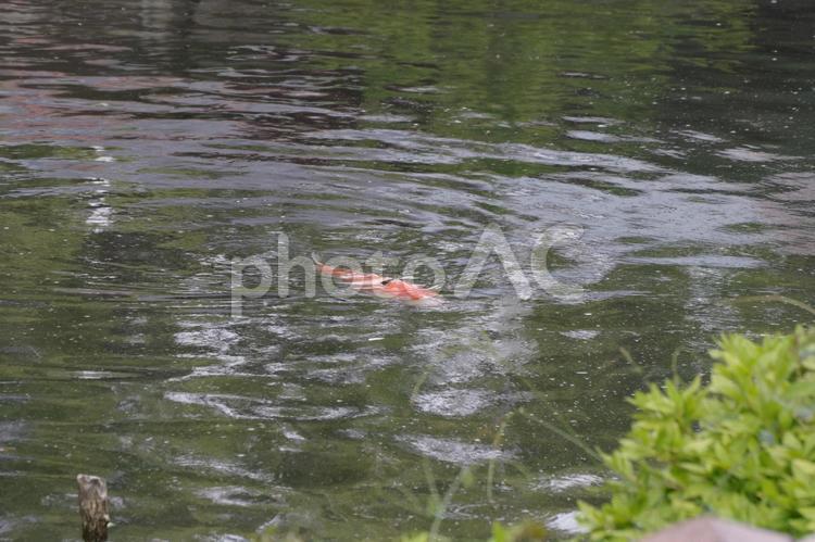 小田原城のお堀で鯉が泳いでいる 小田原城,お堀,鯉の写真素材
