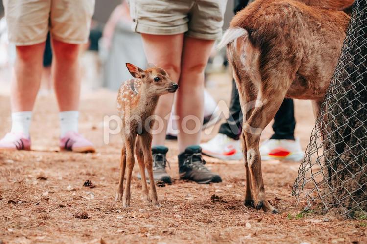 お母さんやっと見つけたよ 鹿,哺乳類,動物の写真素材