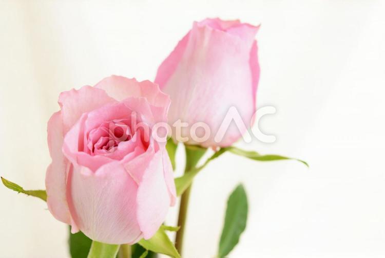 薔薇の花　 薔薇,花,花束の写真素材