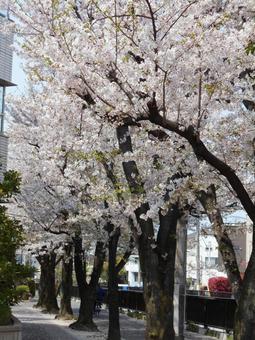 桜並木 桜並木の写真