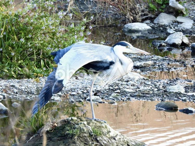 岩の上でポーズをとるアオサギ 鳥,野鳥,アオサギの写真素材