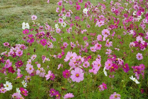 満開のコスモスの花 コスモス,秋,花の写真素材