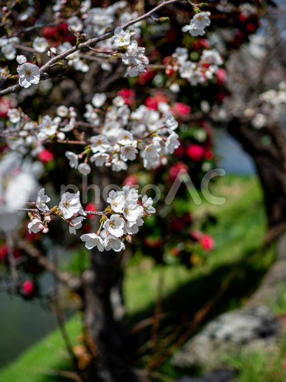 八部咲きの桜 自然,美しい,さくらの写真素材