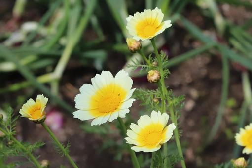 春菊の花 春菊の花の写真