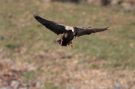 カルガモ カルガモ カルガモ,鳥,野鳥の写真素材