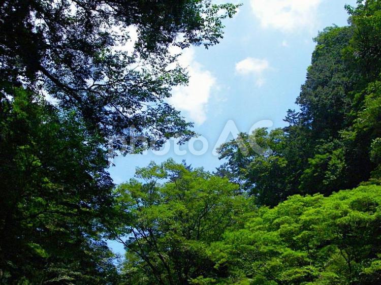 榛名神社　参道の頭上の樹々 榛名神社,日本,森の写真素材