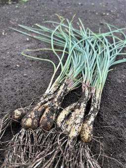 市民農園のエシャレットの収穫 エシャレット,食べ物,食材の写真素材