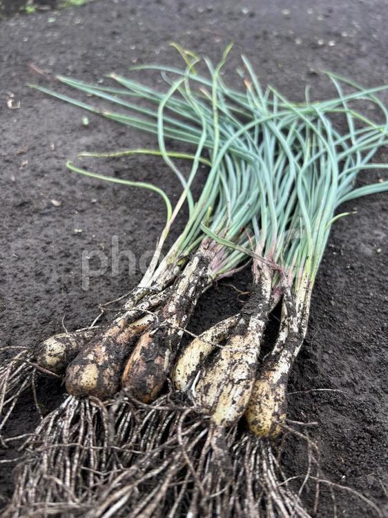 市民農園のエシャレットの収穫 エシャレット,食べ物,食材の写真素材