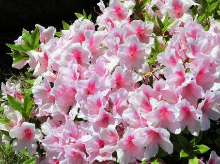 ツツジ ツツジの写真