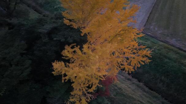 イチョウの木001 夜景,夜,ビルの写真素材