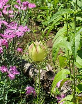 トゲトゲの蕾の写真