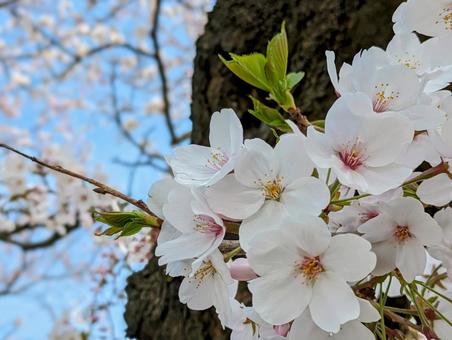 青空と満開の桜 青空と満開の桜の写真