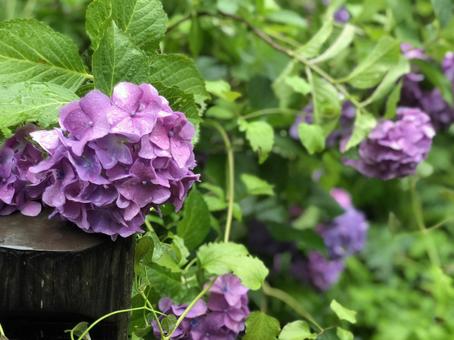 Hydrangea, JPG