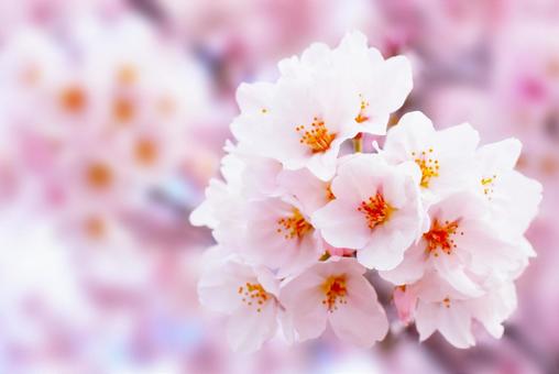 ピンクでかわいい満開の桜 春の背景素材 ピンクでかわいい満開の桜 春の背景素材の写真